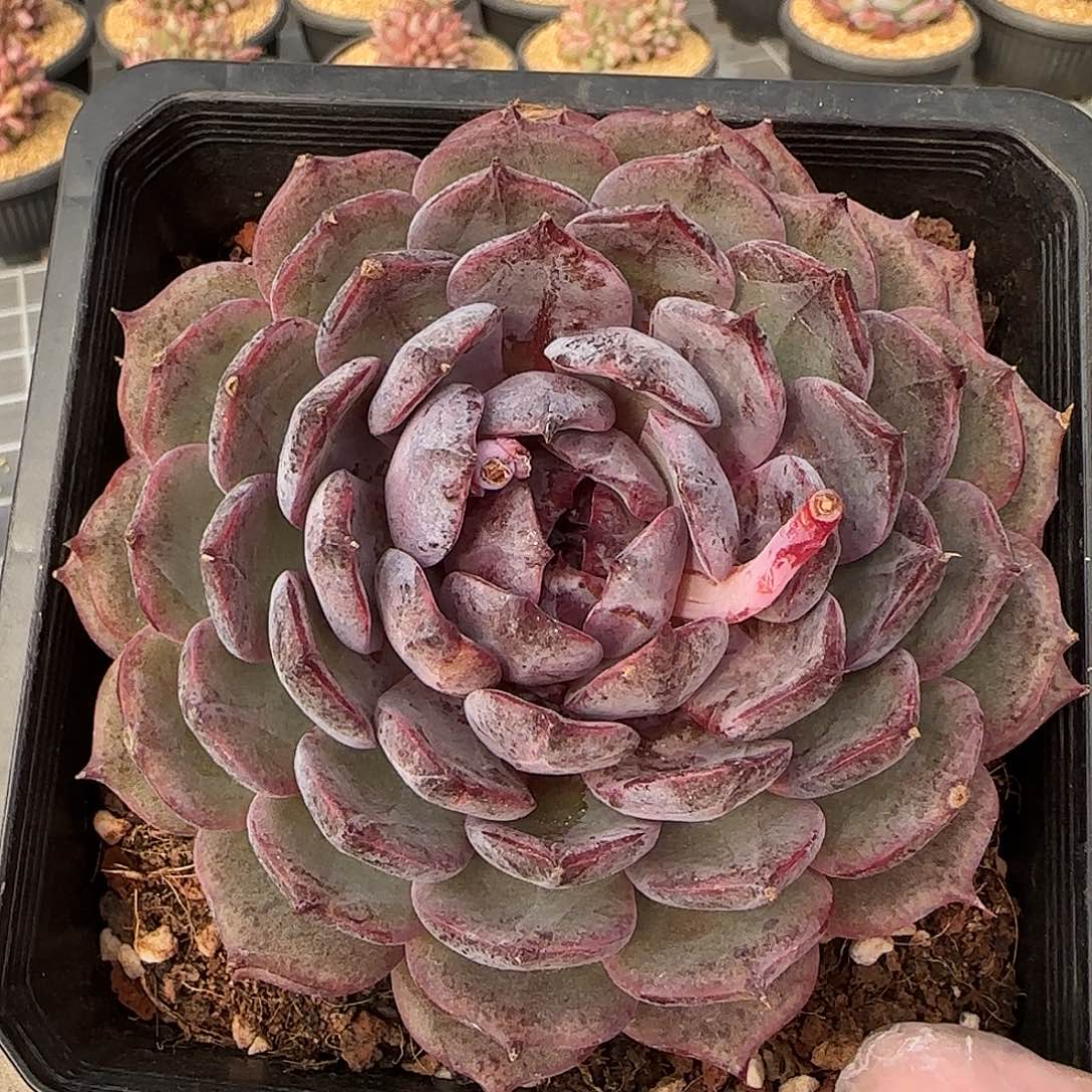 从前慢花园精选蓝莓