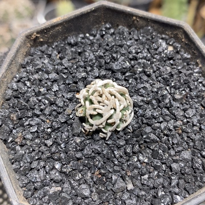 自根飞鸟159号1.7cm