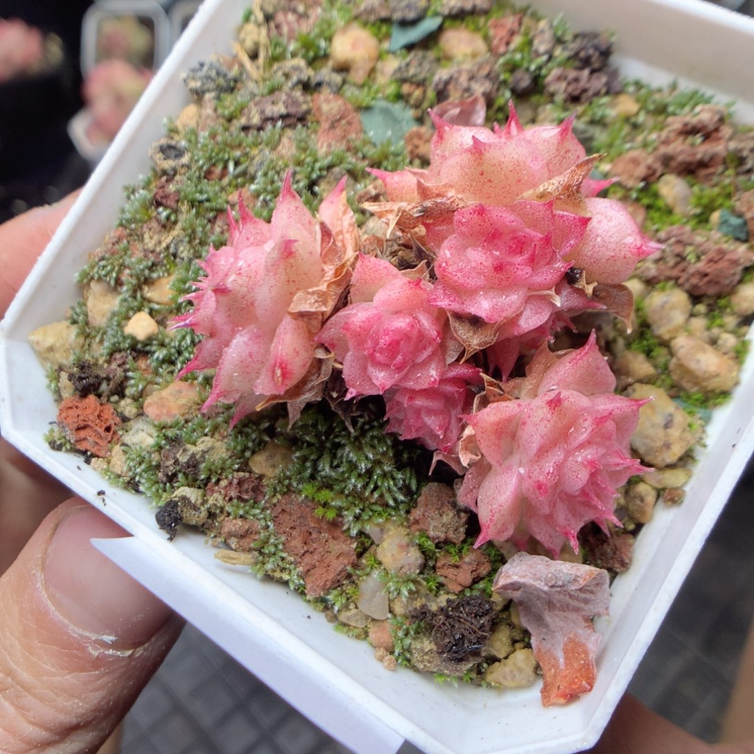 无花朵Q141。yyyyyyy