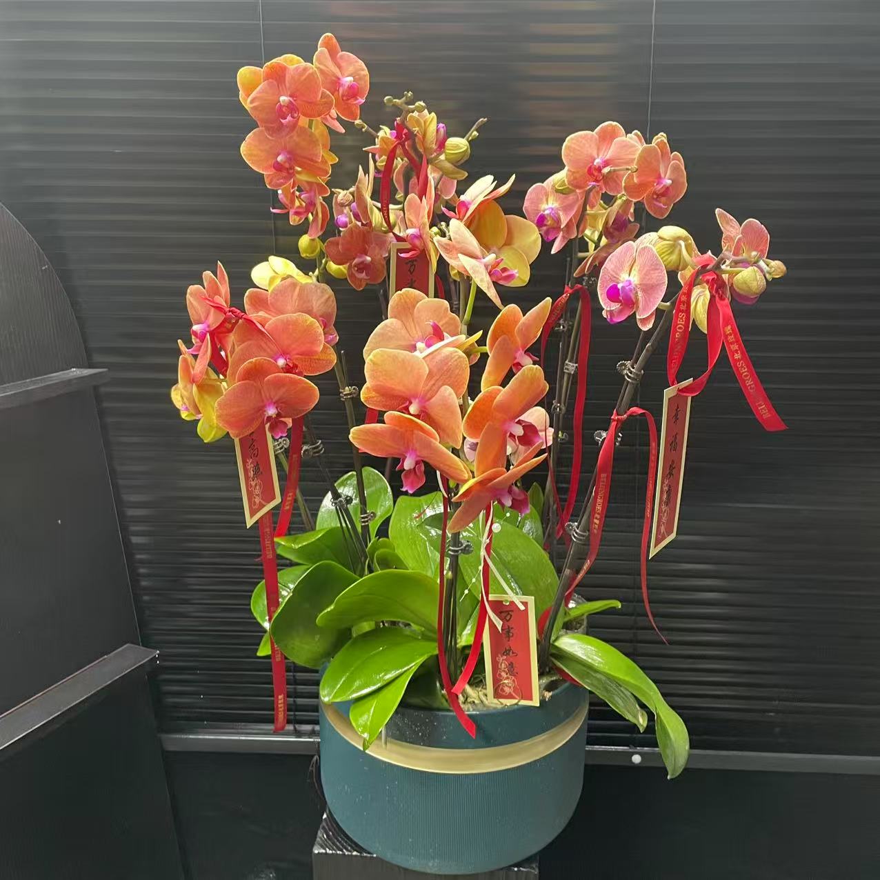 【10剑】吉祥如意蝴蝶兰