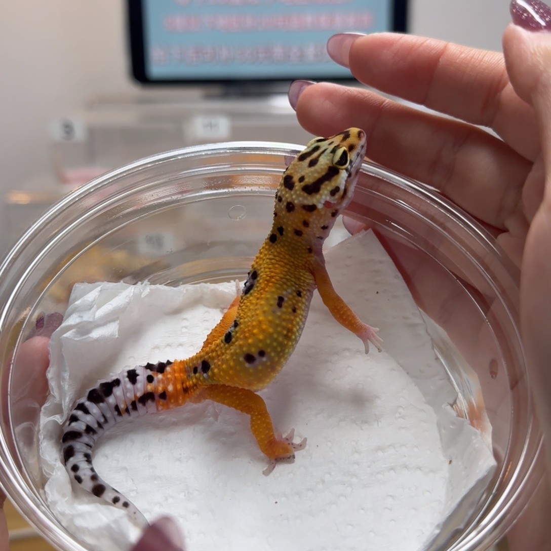 豹纹守宫翡翠弟弟