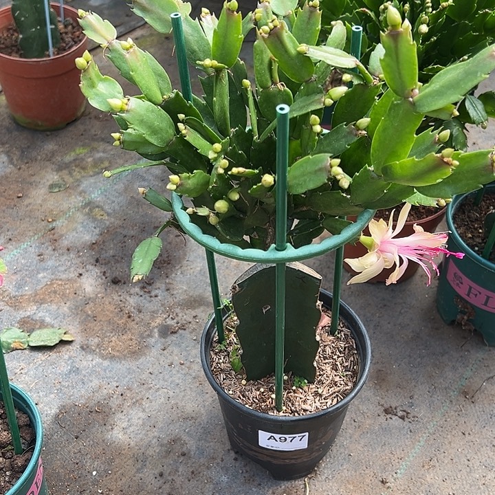 绽***0完全开放977嫁接雅思