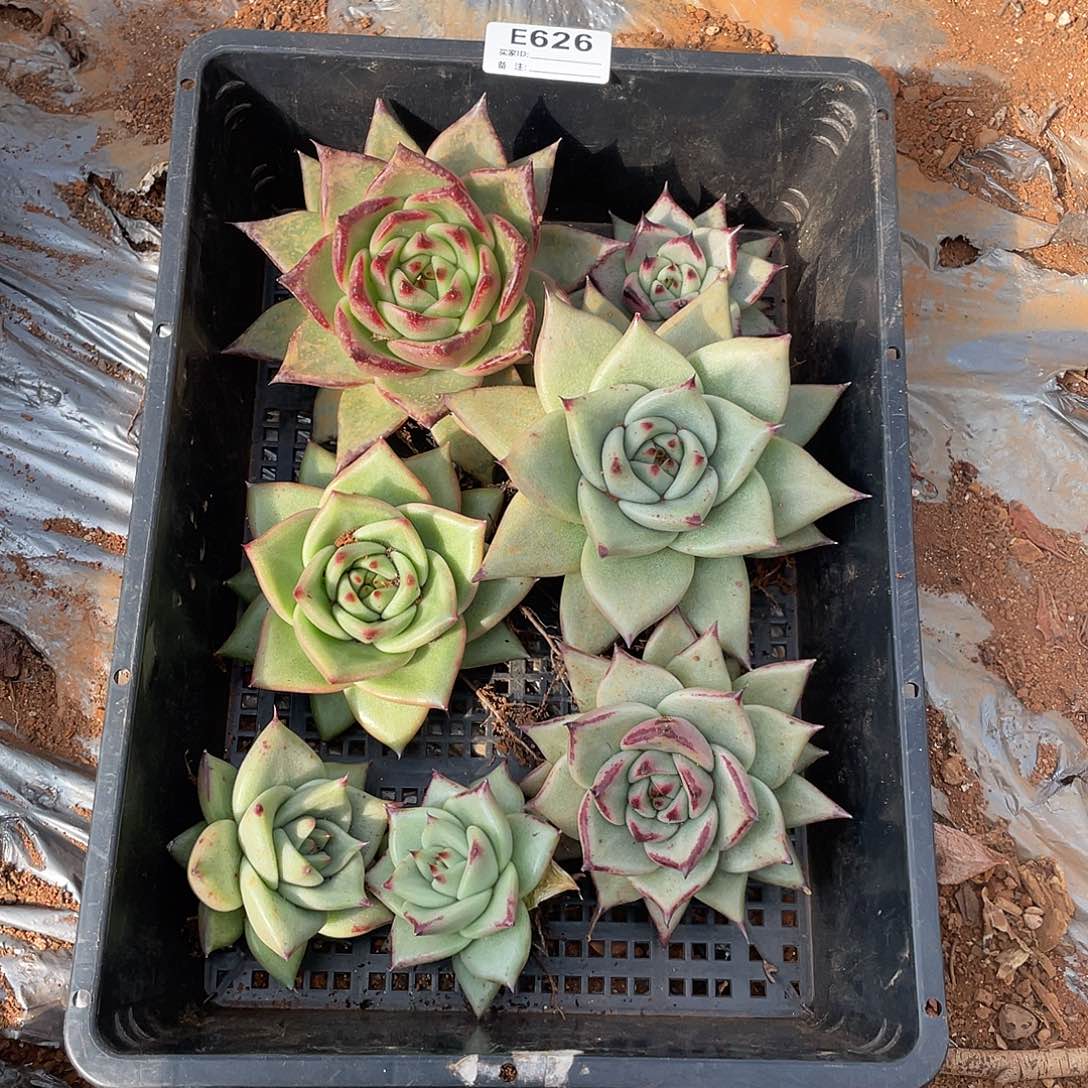 若如东云单拍E626