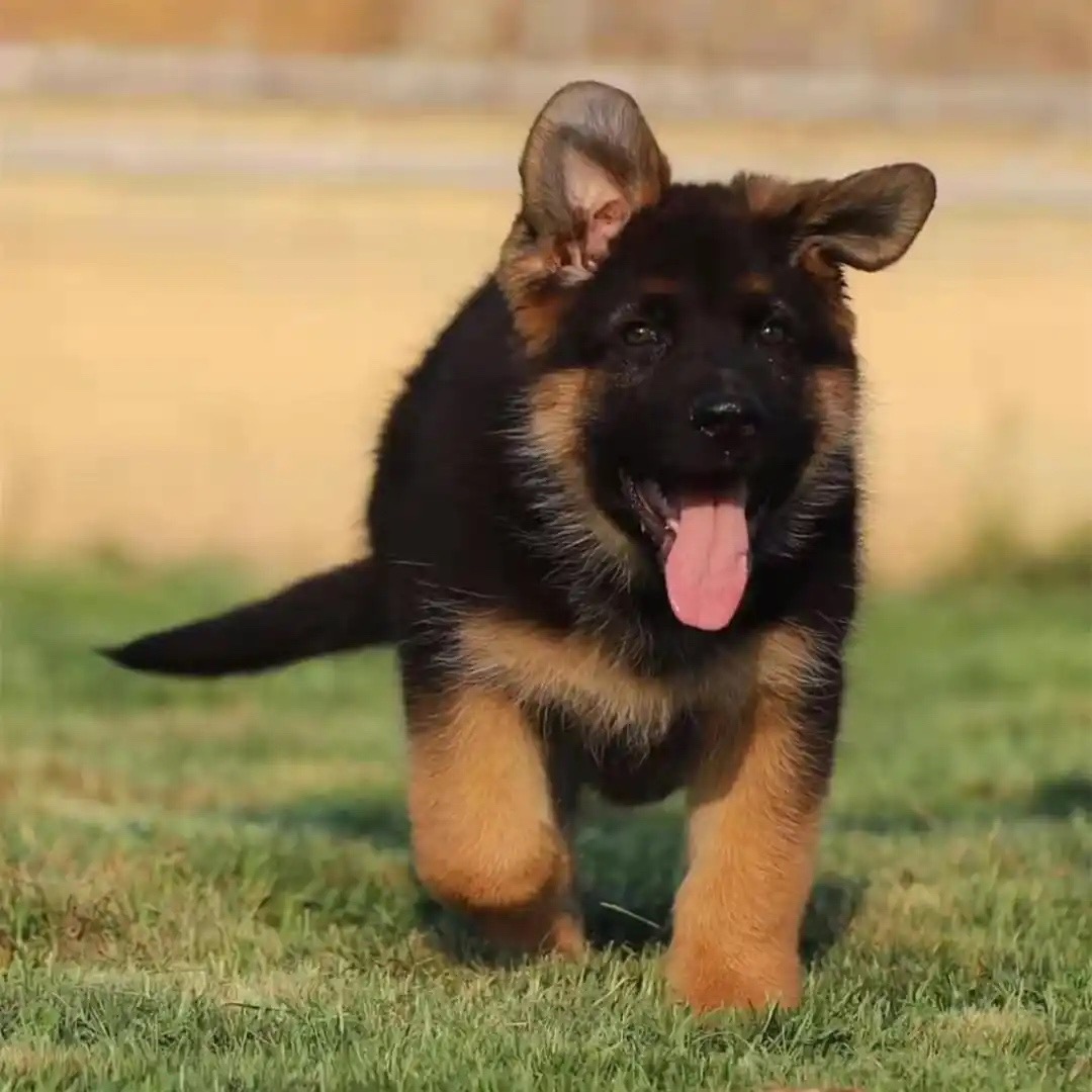 （鸿信德牧）德国牧羊犬 宠物活体狗狗