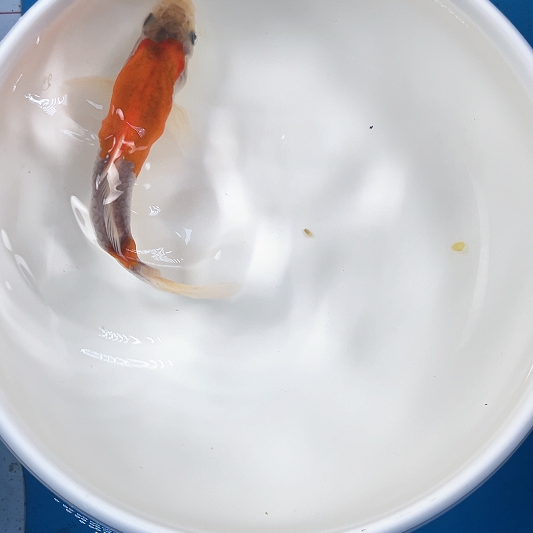 锦鲤鑫泓锦鲤养殖基地