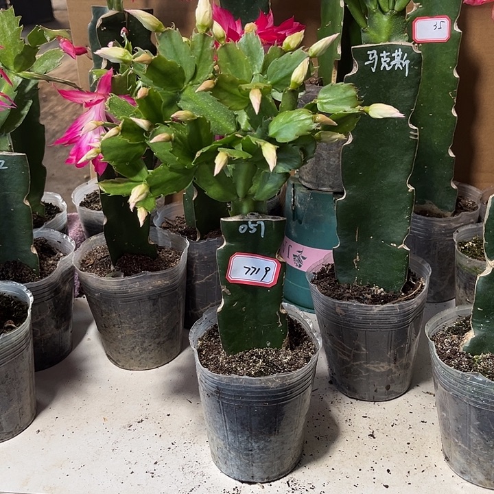 ，***姐当前无花朵，栽培后可花朵057