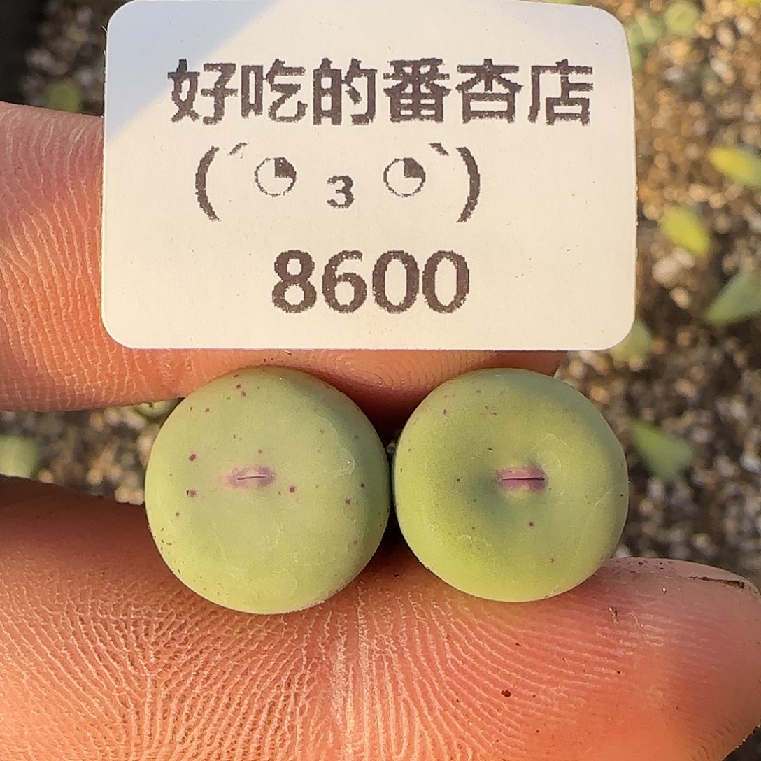 8600。默认脱土。18包邮。偏远88包邮