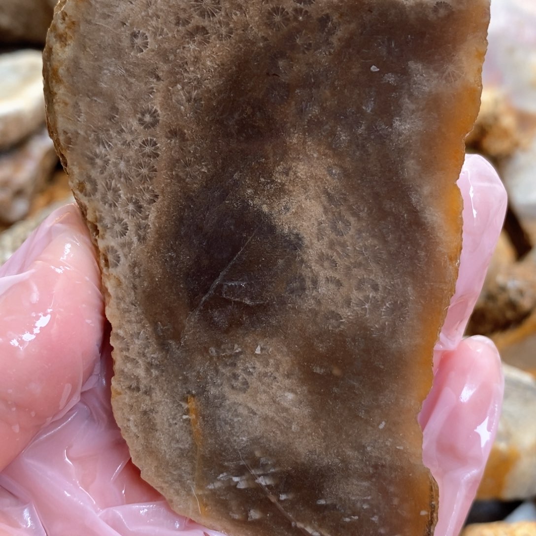 【闪购商品】硅化玉颈饰未镶嵌