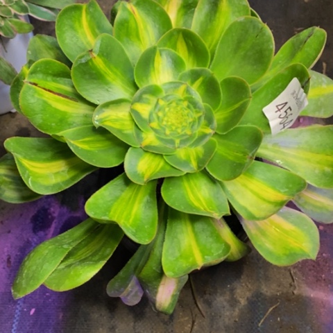 暴君多肉植物4564