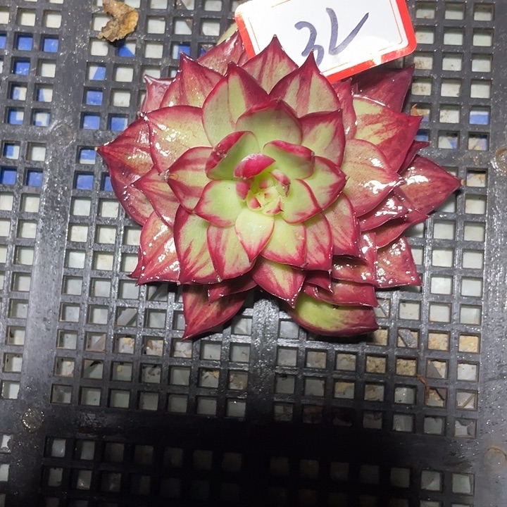 木***玲32不售后///////////