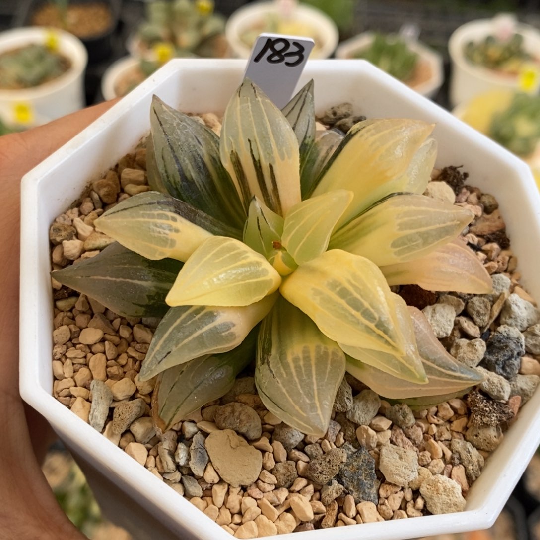 183号西瓜锦带盆发货