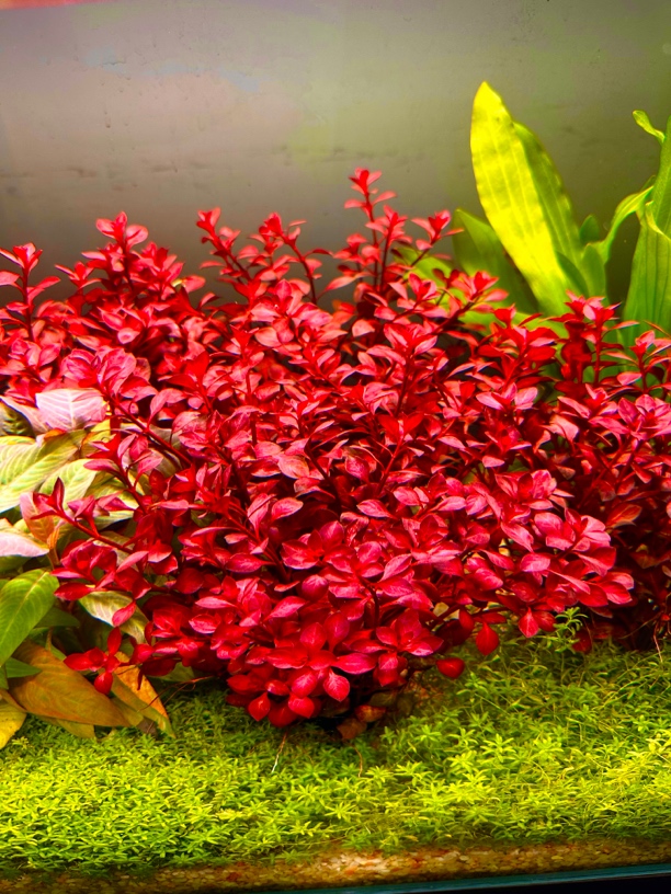 大红叶水草鱼缸水草坨草