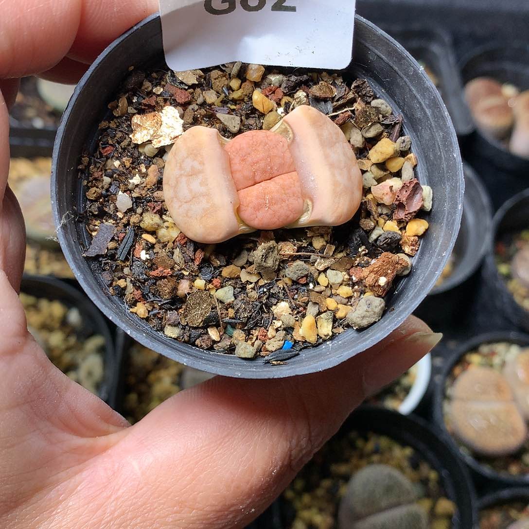 G62多肉植物保护