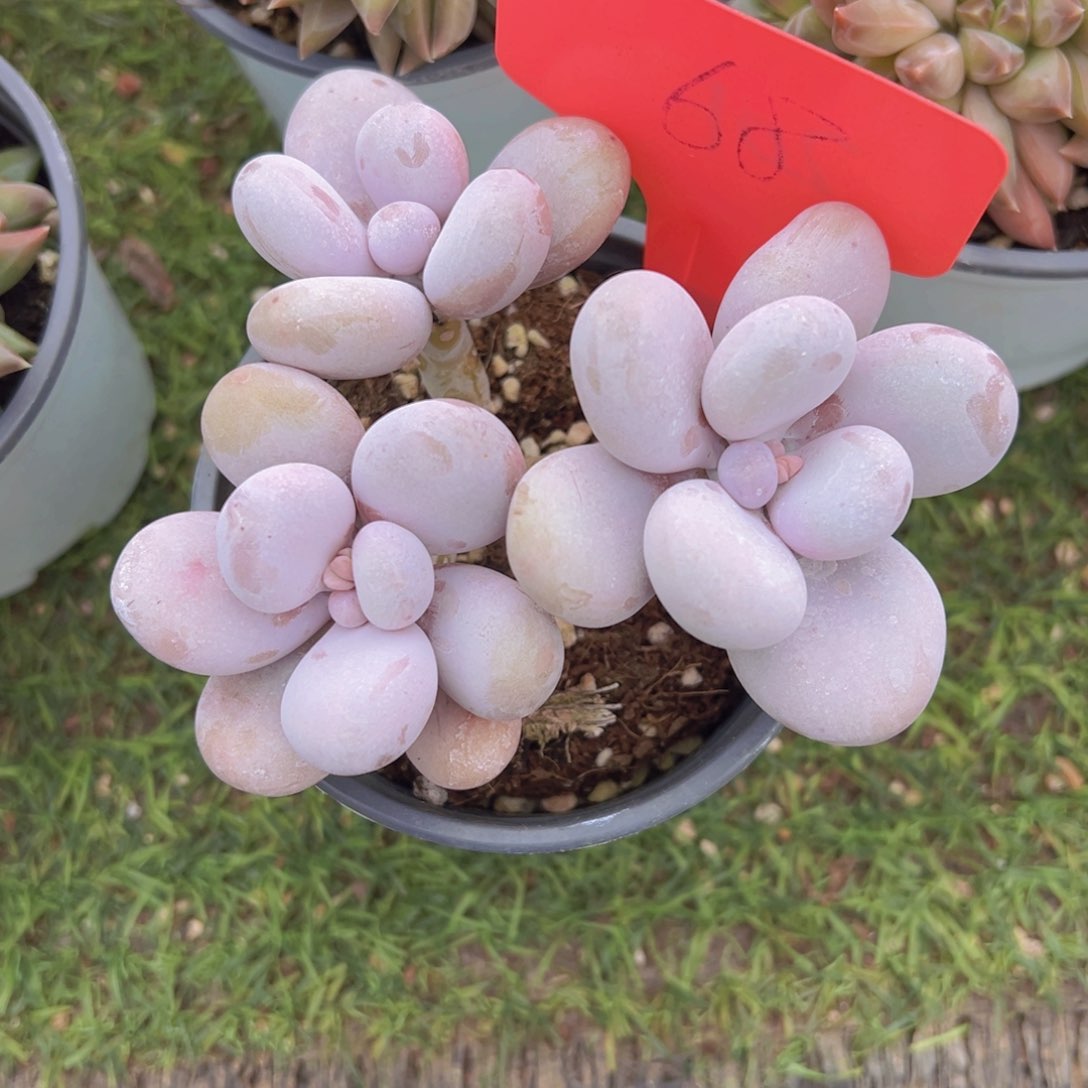 香玉的故事是一个人的故事