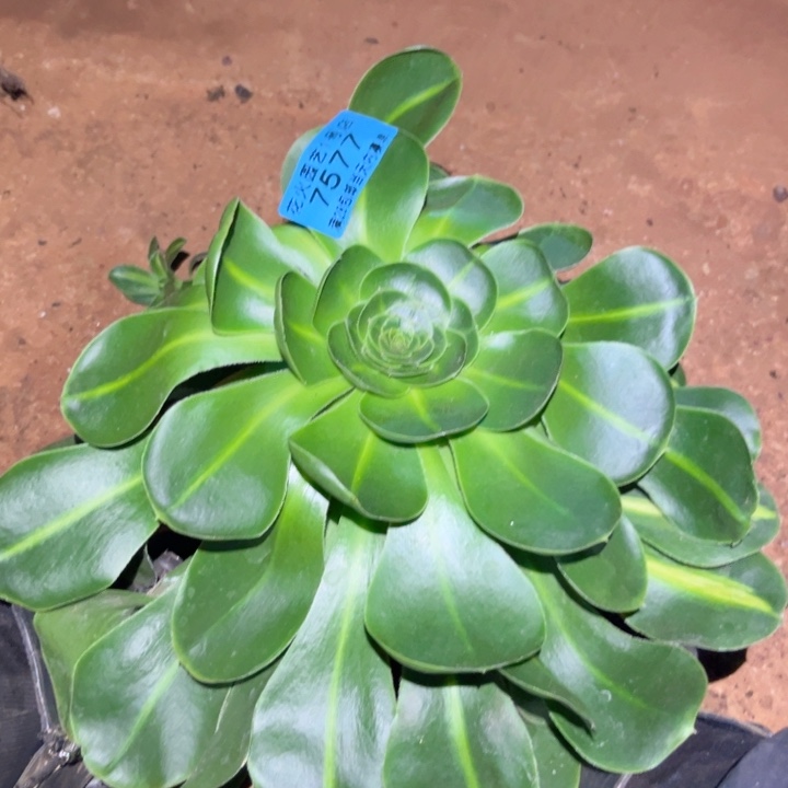 陈*暴君7577多肉植物