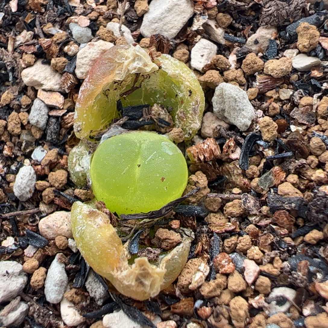 拉登多肉植物258