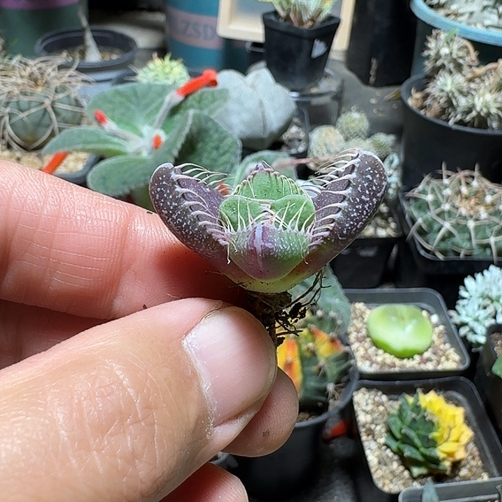 水***草467虎颚脱土发货实生