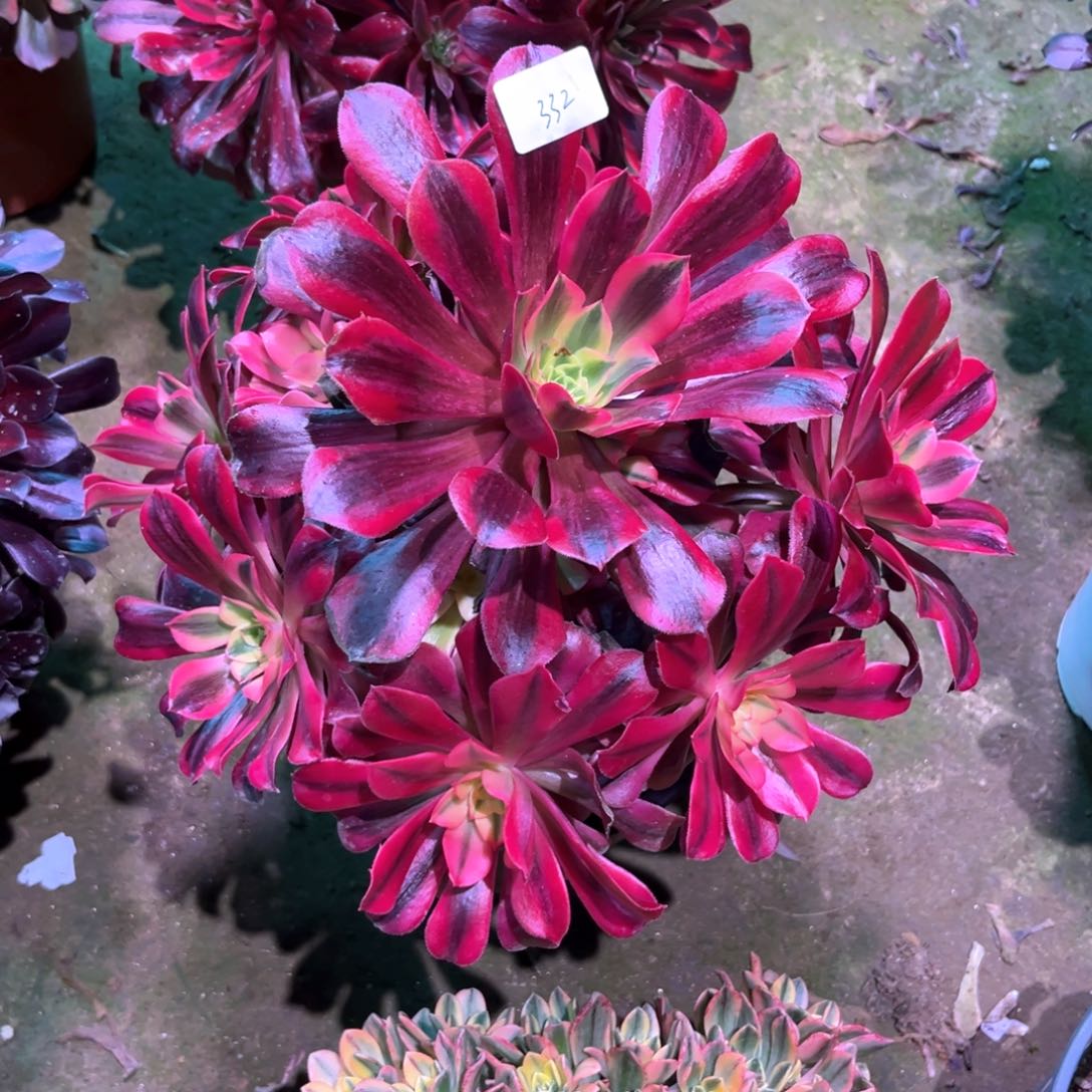 多肉植物美杜莎332