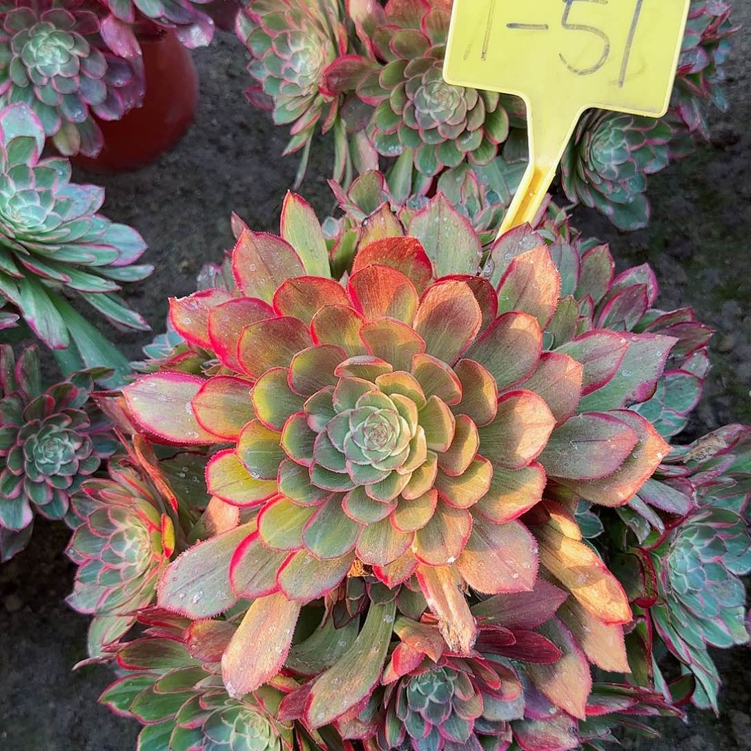 秋**舞1-51+--多头多肉植物