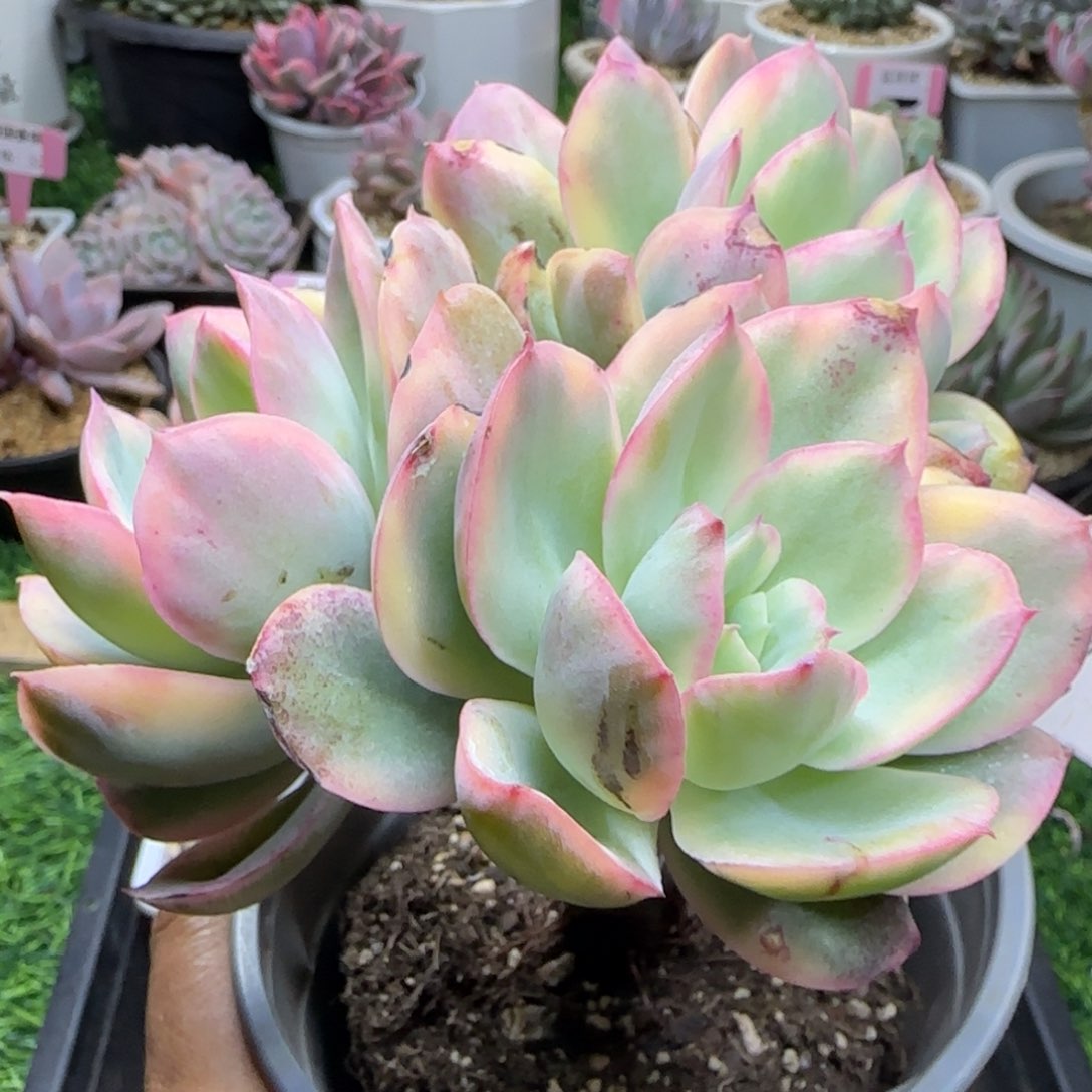 锦安精品多肉植物277