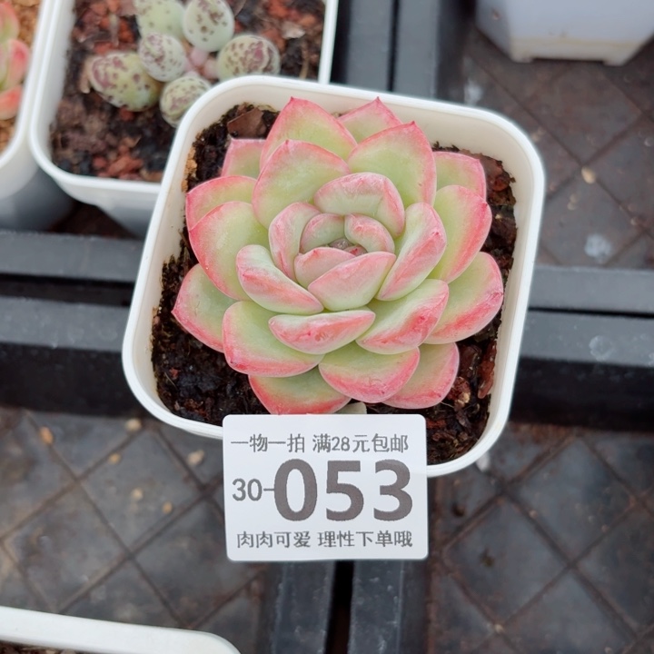 泡芙多肉多肉植物多肉多肉多