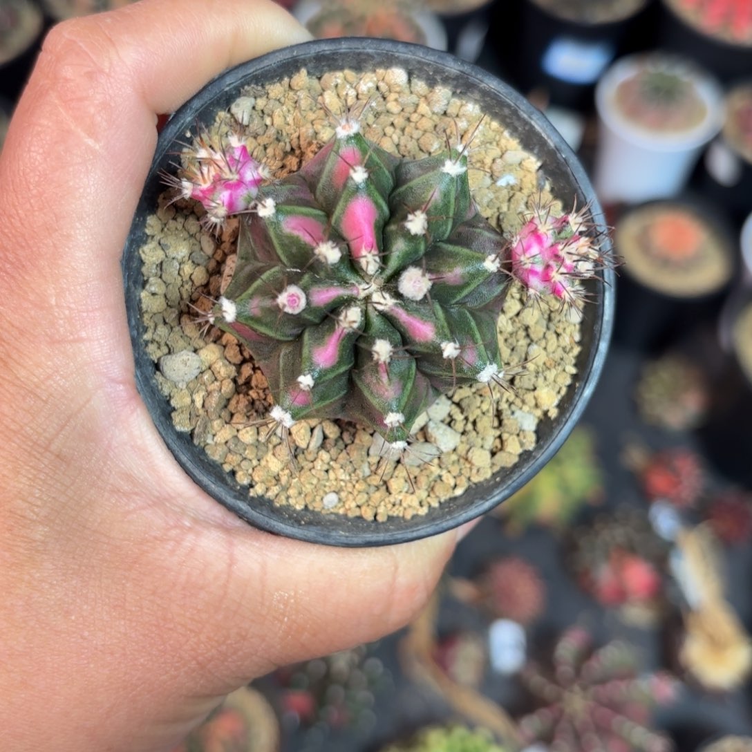 泰系米哈仙人球200