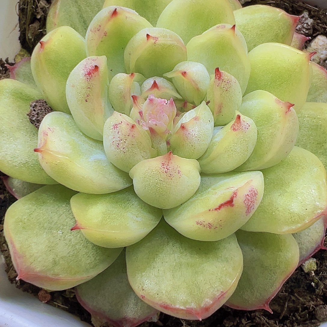 冰天使锦19包邮多肉哦