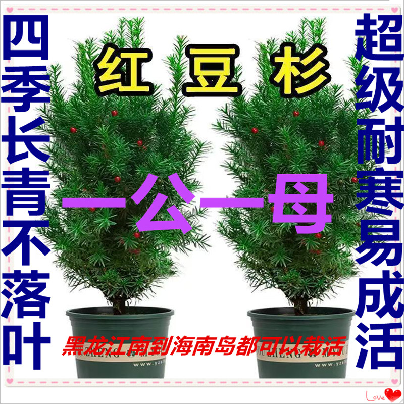 东北红豆杉树苗曼地亚红豆杉南方红豆杉造型红豆杉宝塔形直播间