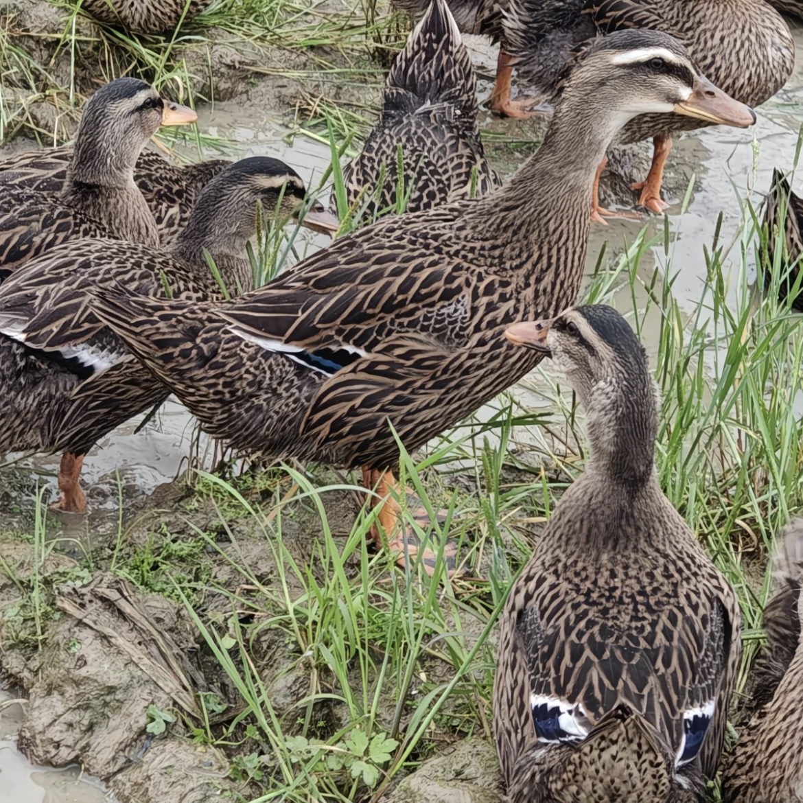 农村散养麻鸭土麻鸭新鲜整鸭发货包邮