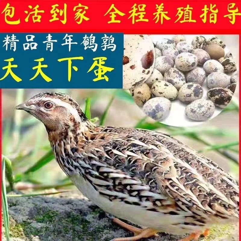 宠物鸡黄羽鹌鹑活体鹌鹑宠物鹌鹑苗包邮包活到家