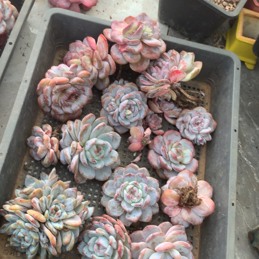 浠***贝哈哈哈哈哈哈哈哈石榴籽