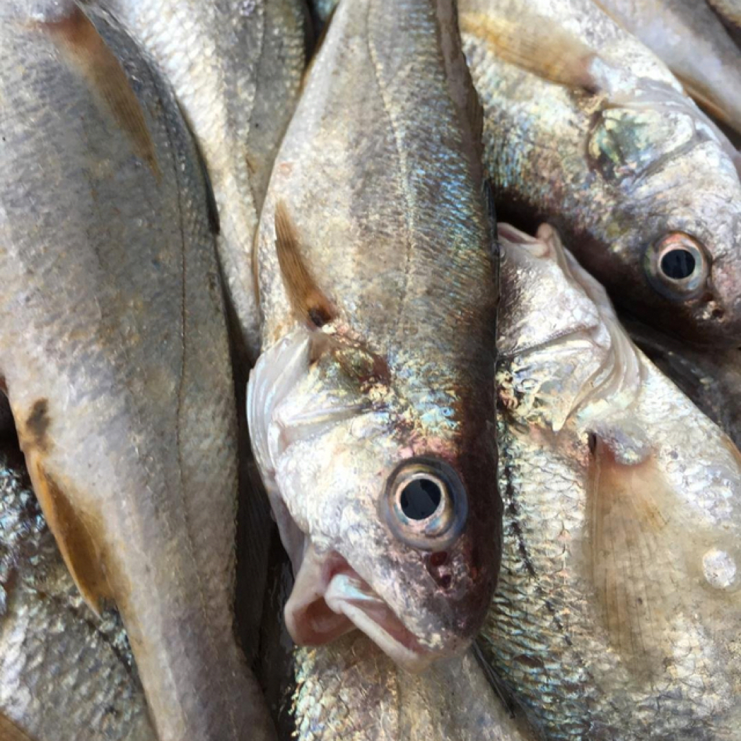 《4斤白眉鱼》东海野生海捕白眉鱼 白姑鱼 海鲜水产 全国顺丰包邮