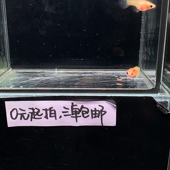 孔雀鱼黄金玻璃猫一对