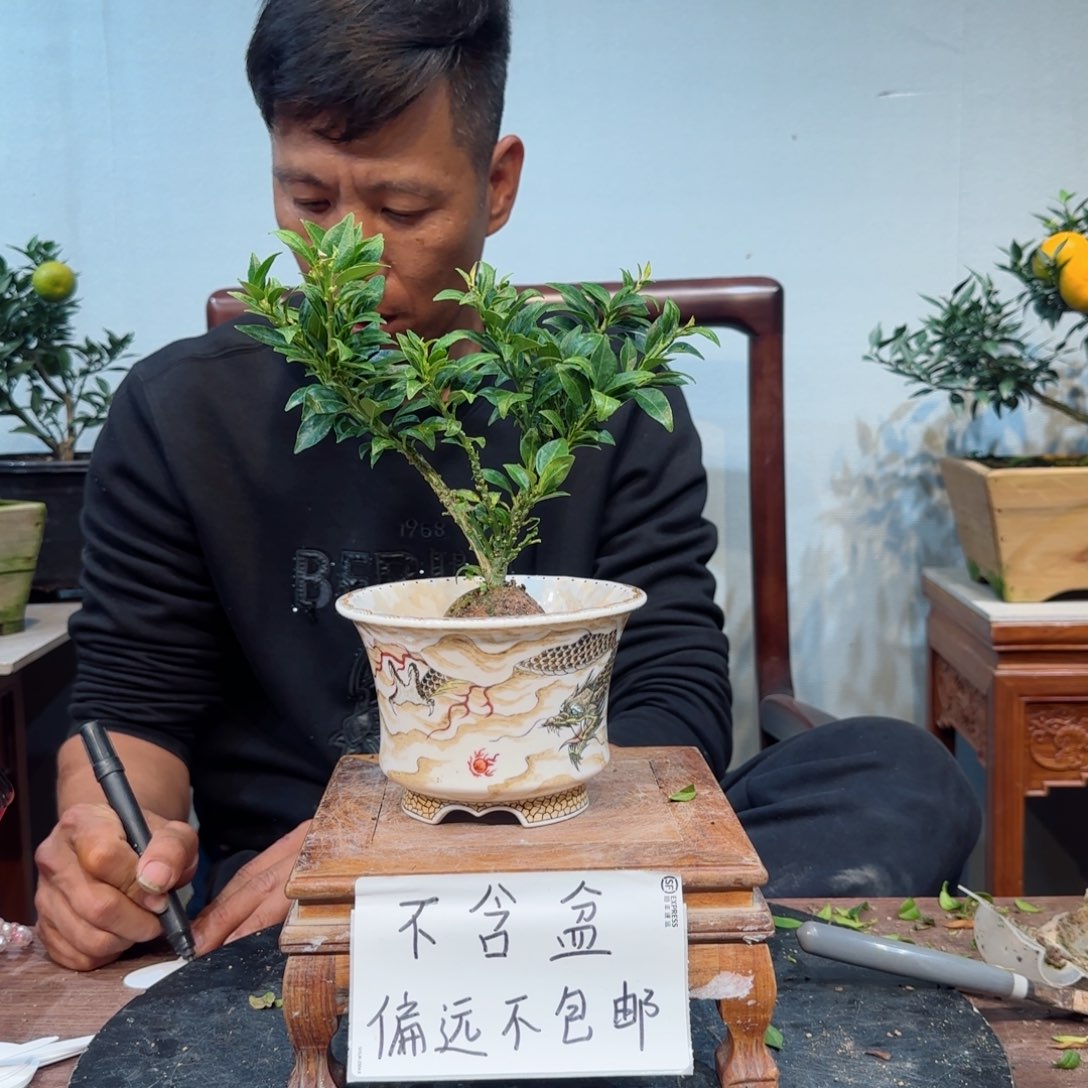 当前无花朵，栽培后可花朵?***豫