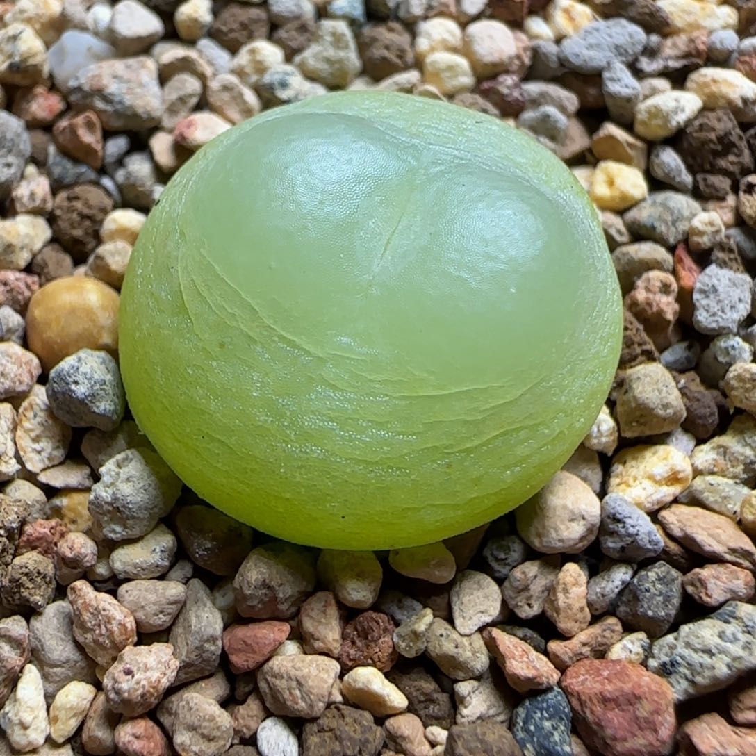 多肉植物四年拉登199号