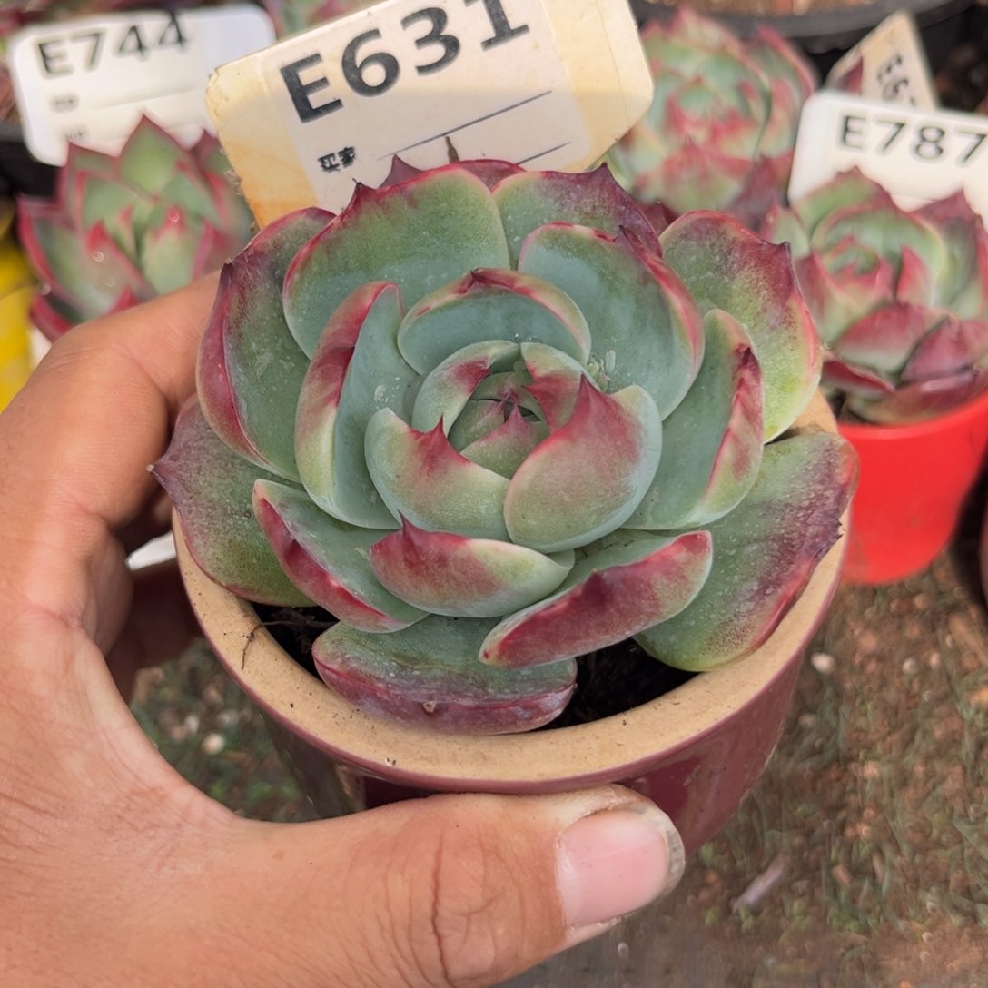 惊鸿一瞥631好多破事多肉