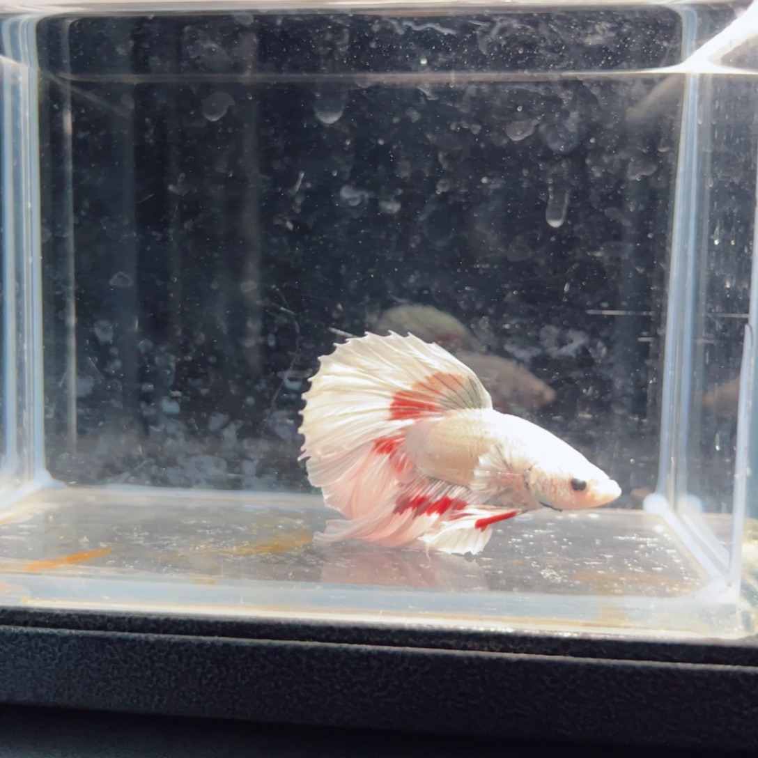 斗鱼浅色仙仙裙特殊尾