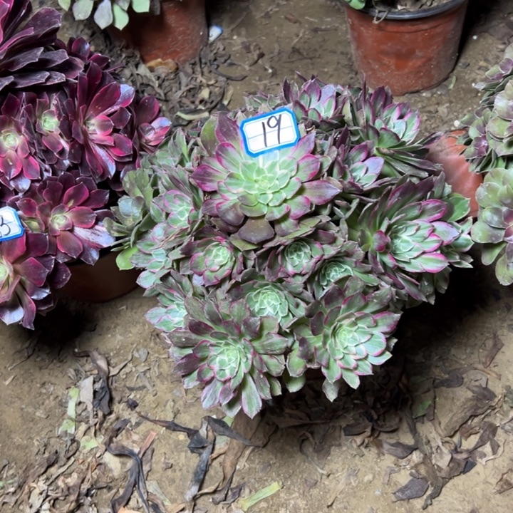 多肉植物莲花法师19