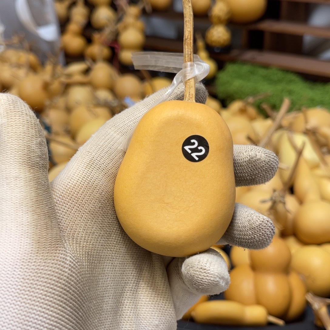 天***B22号闪拍葫芦（价格很低，No退No换）