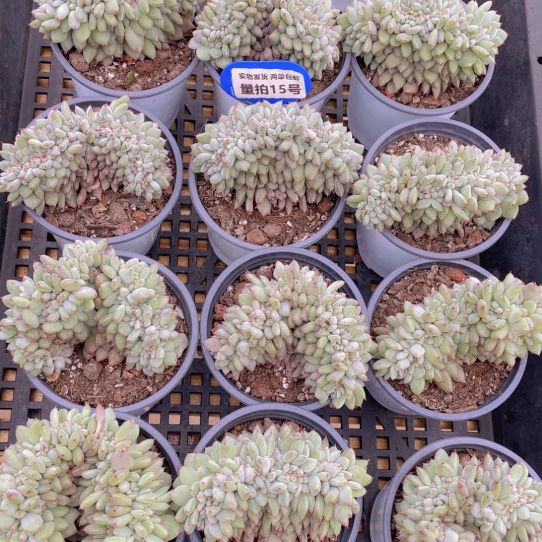 量拍15号 胖丁缀化一个