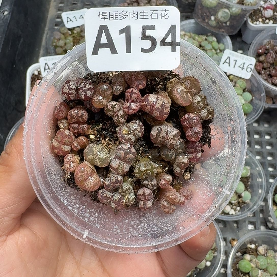 154多肉植物多肉植物