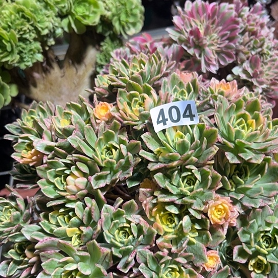 大***谷多肉植物一个甜茶404