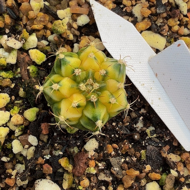 当前无花朵，栽培后可花朵