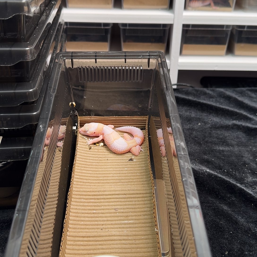 肥尾守宫红眼崽崽搞起来！