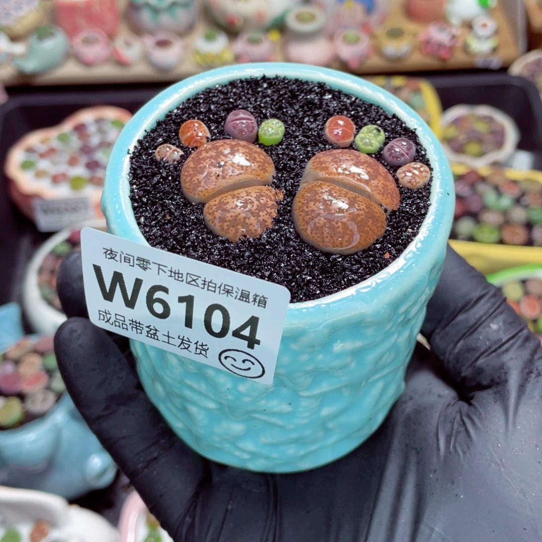 夜间零下地区拍保温箱w6104