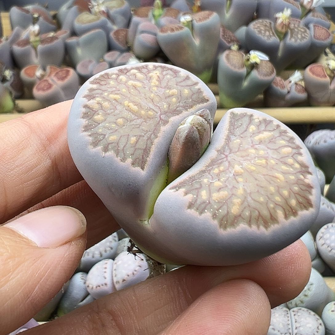 1994 天蓝体巨无霸生石花清货福利炸