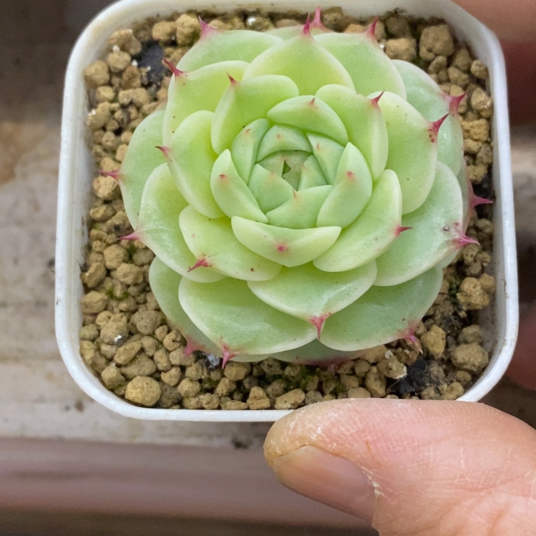 精品多肉一物一拍不包整127