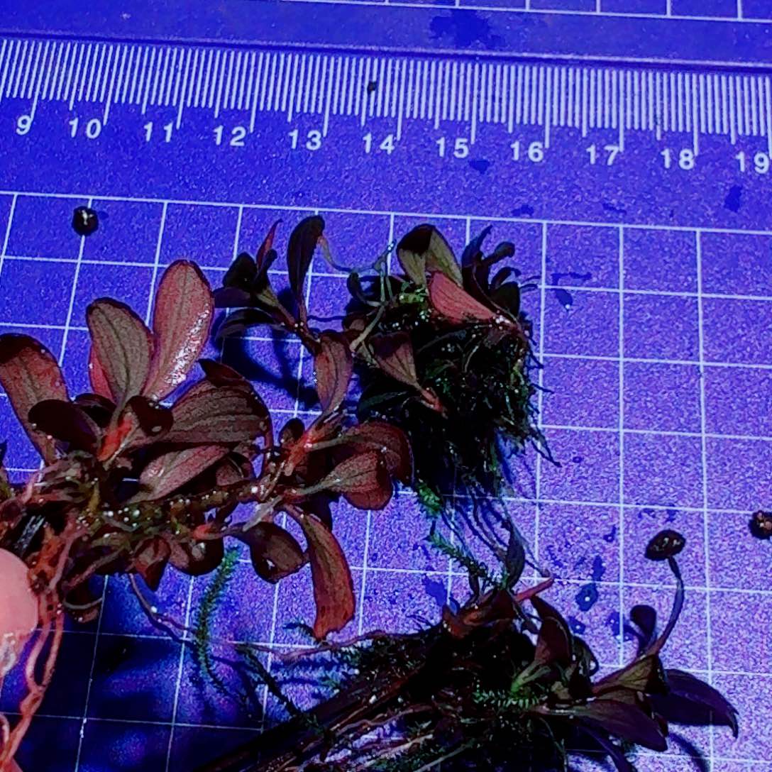 无花朵福利厚叶海一份福利价