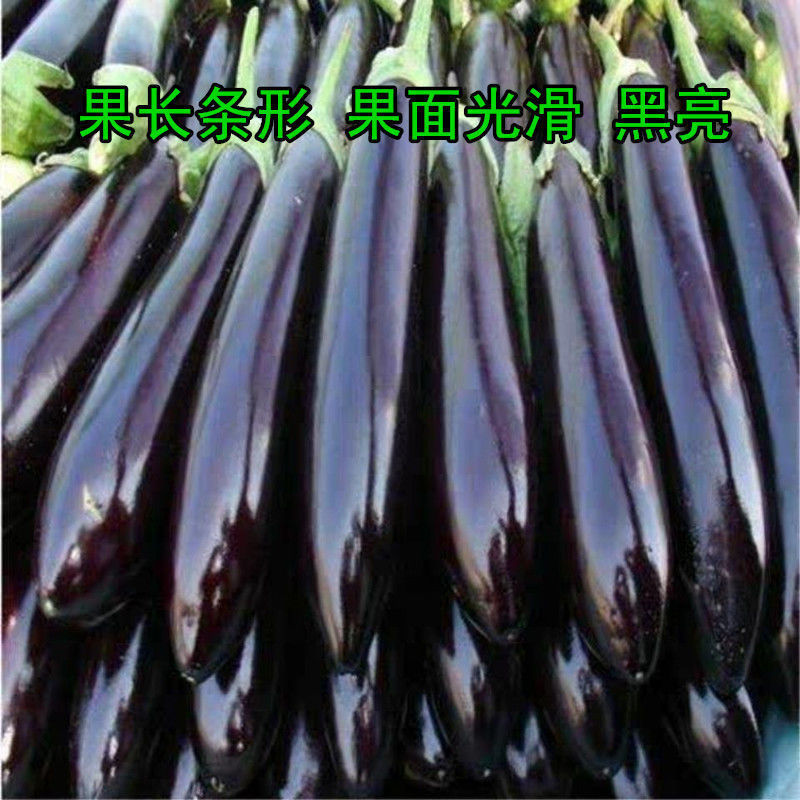【全店拼满5包包邮】黑又亮黑龙长茄种子蔬菜种子黑色肉厚