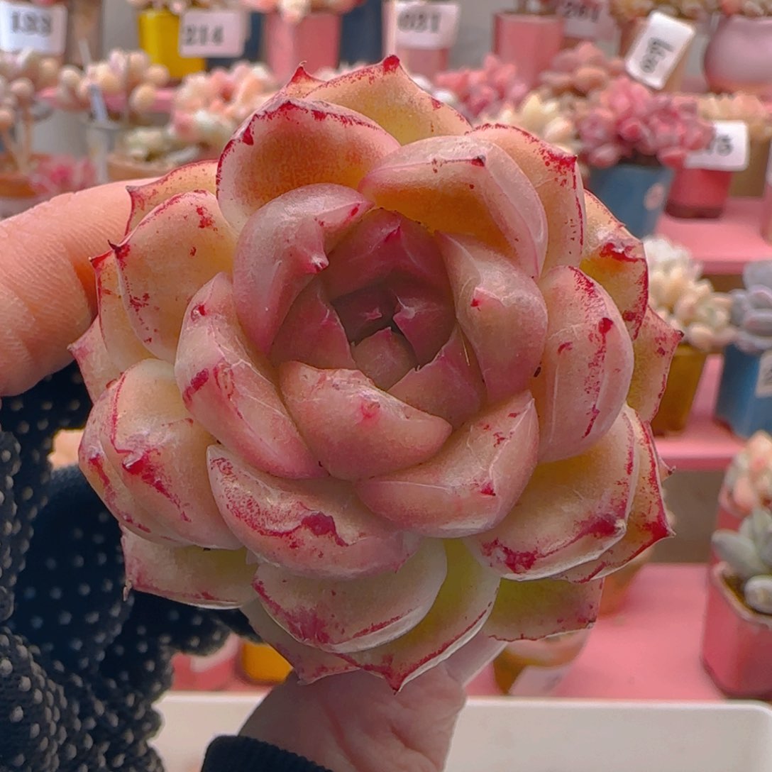 血斑麦秆189 ，带盆土发货，满38包邮非偏远。